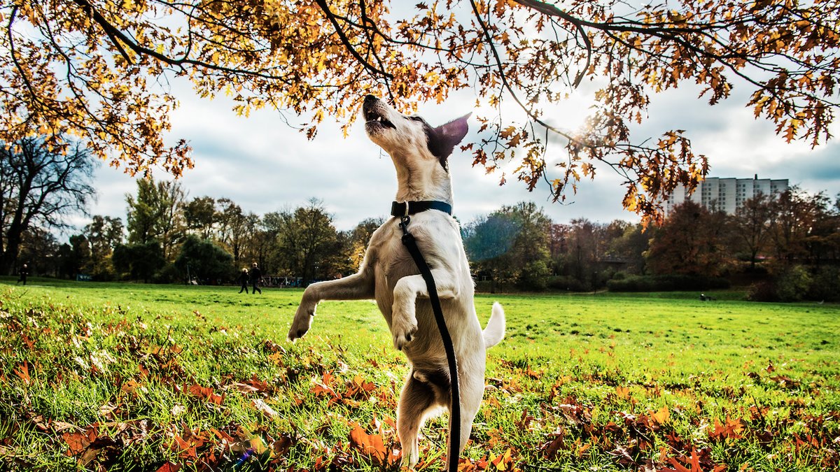 En hund som uppskattar hösten.