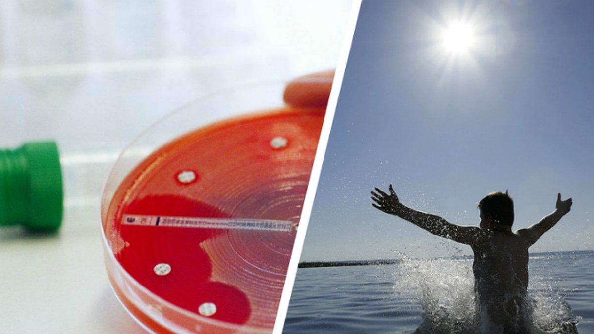 Vibriobakterien finns i svenska hav och sjöar, de gör att du inte bör bada när du har ett stort sår. 