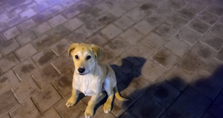 Hund, sotji, Ryssland, Vinter-OS