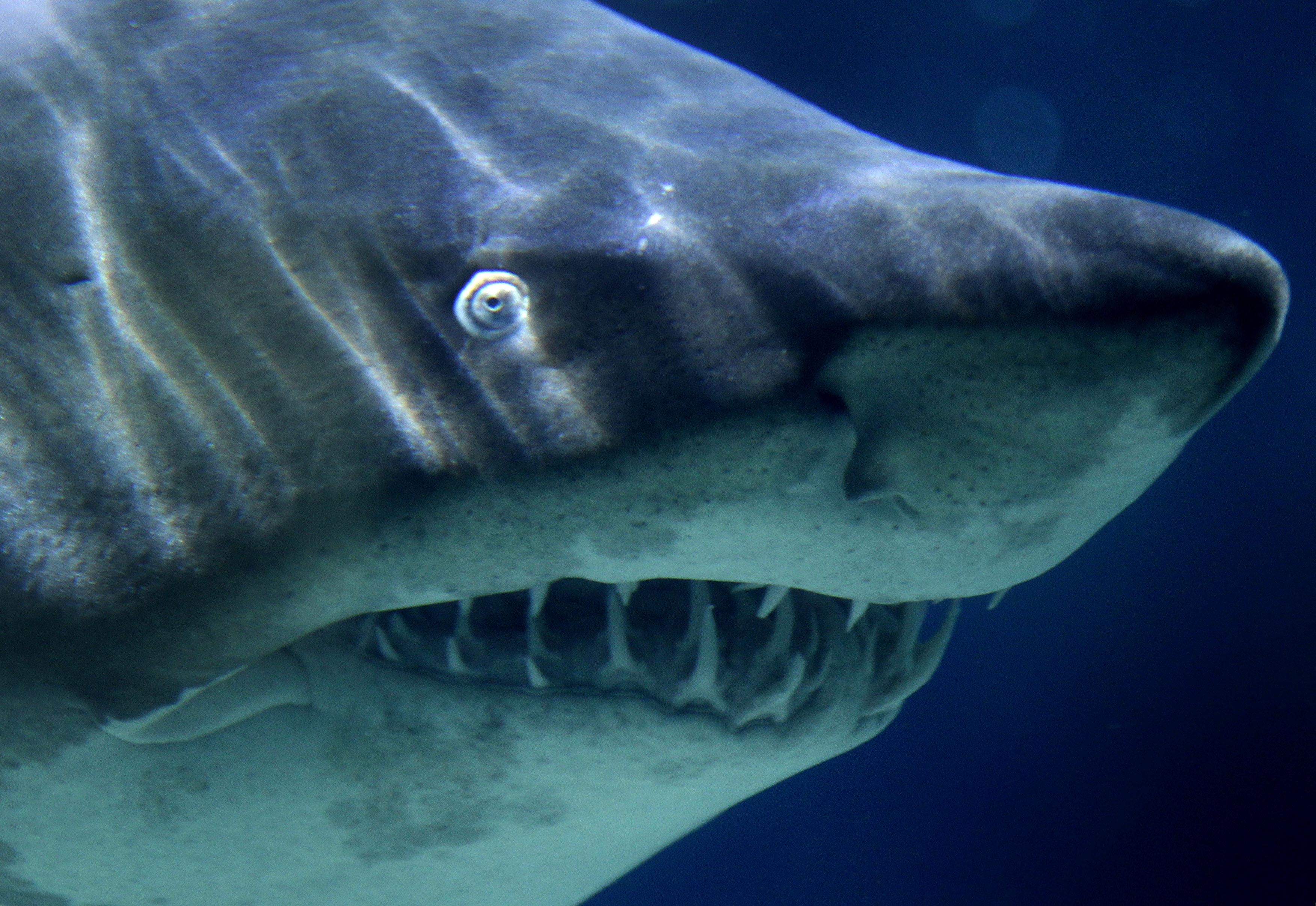 Att hajar går till attack mot människor är dock ovanligt.