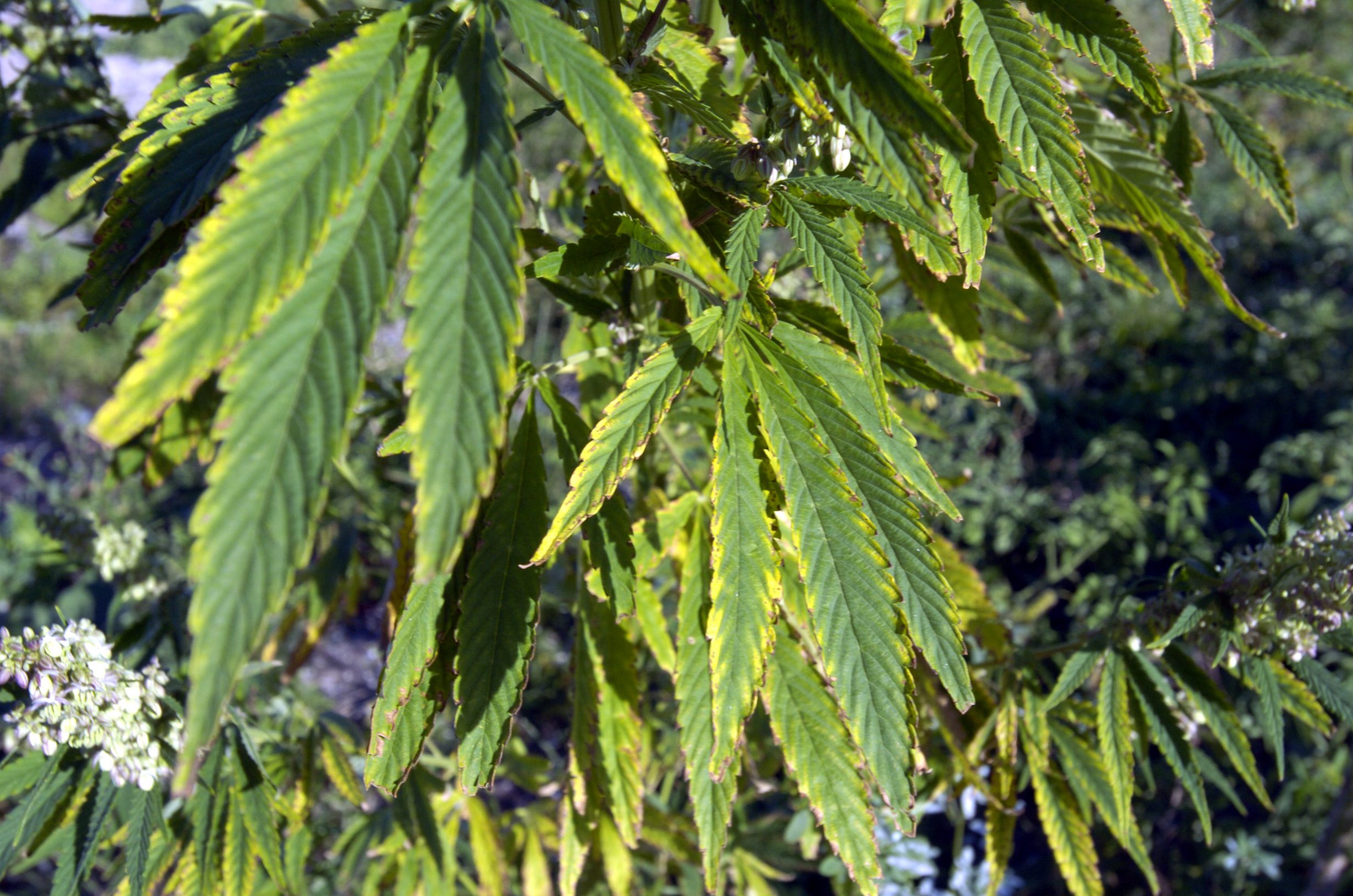 Cannabis, Kungälv, Odling