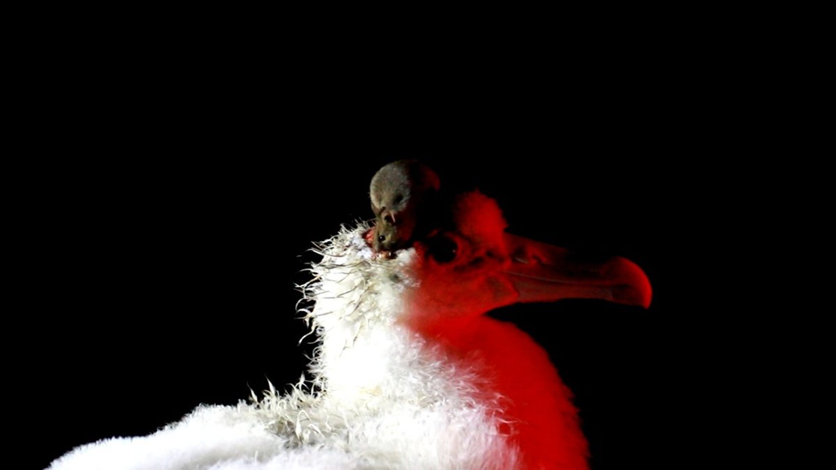 En mus äter på en albatrossunge på ön Marion. Arkivbild.