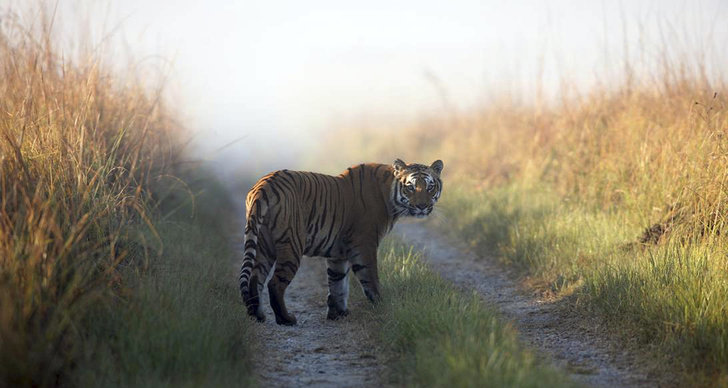 Tiger, Indien