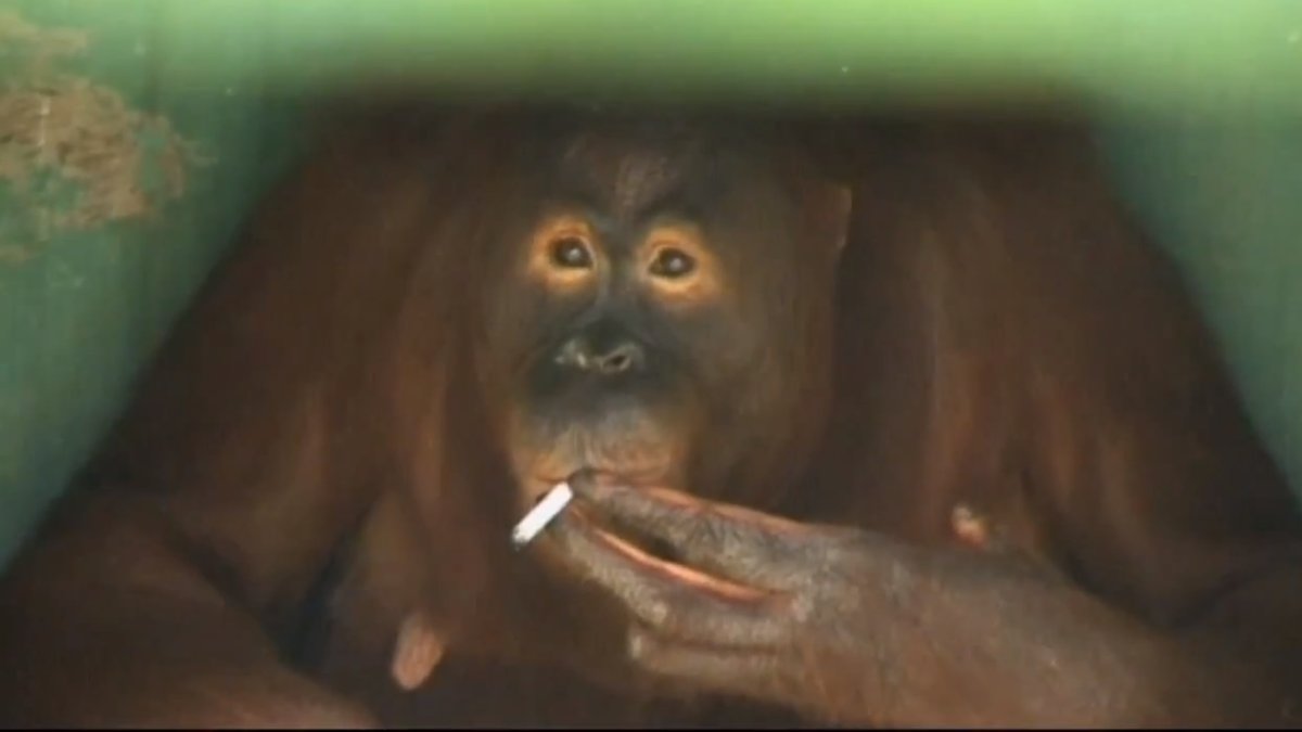 Orangutangen Tori gillar att ta en cigg.