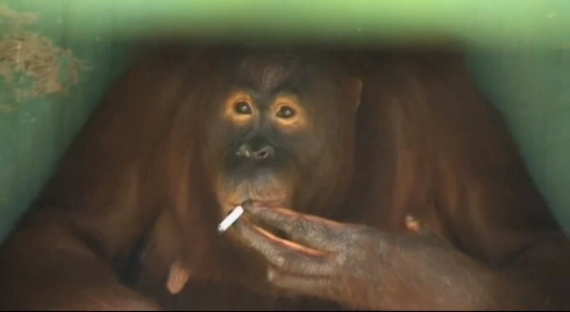 Djur, Katt, Schimpans, orangutang, Cigaretter, Rökning