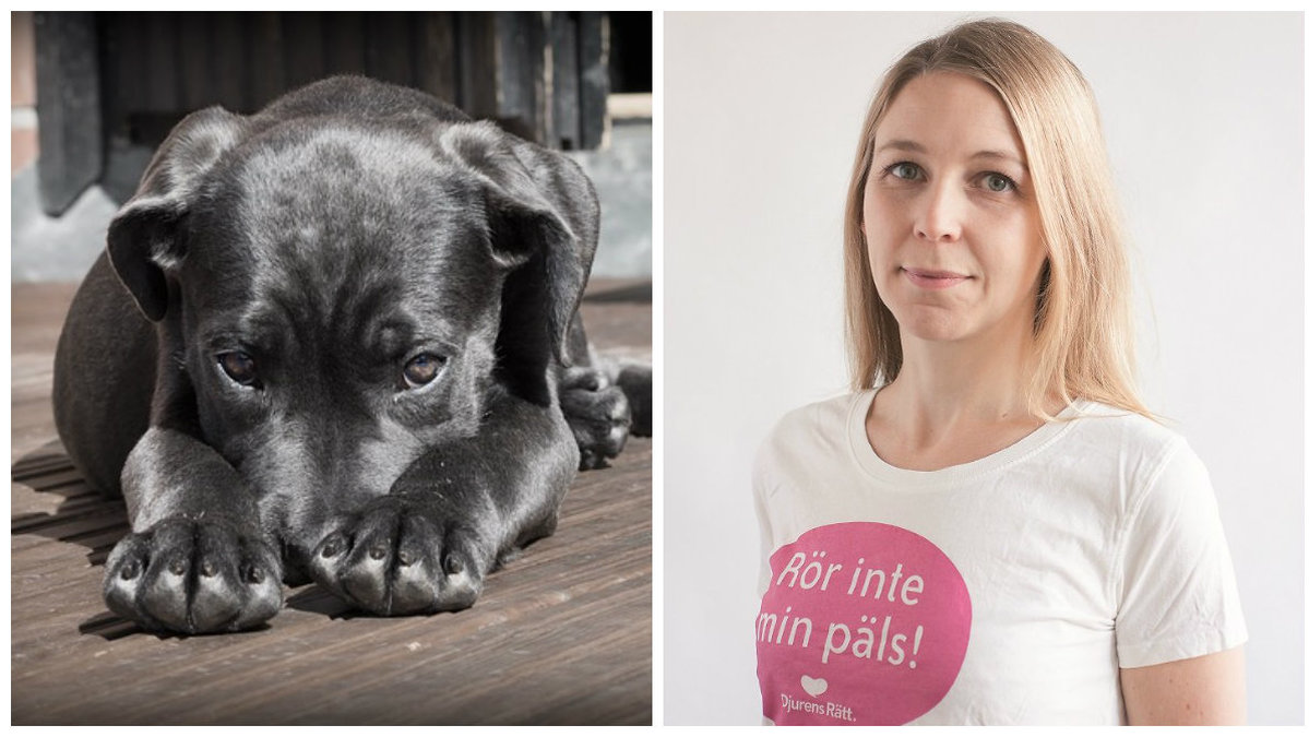Camilla Björkbom jobbar för Djurens rätt