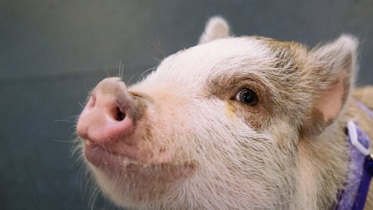 Martin Smedjeback skriver om grisar och hönors liv.
