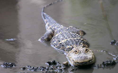 Alligator, Skoldpadda, Uppäten, Djurpark