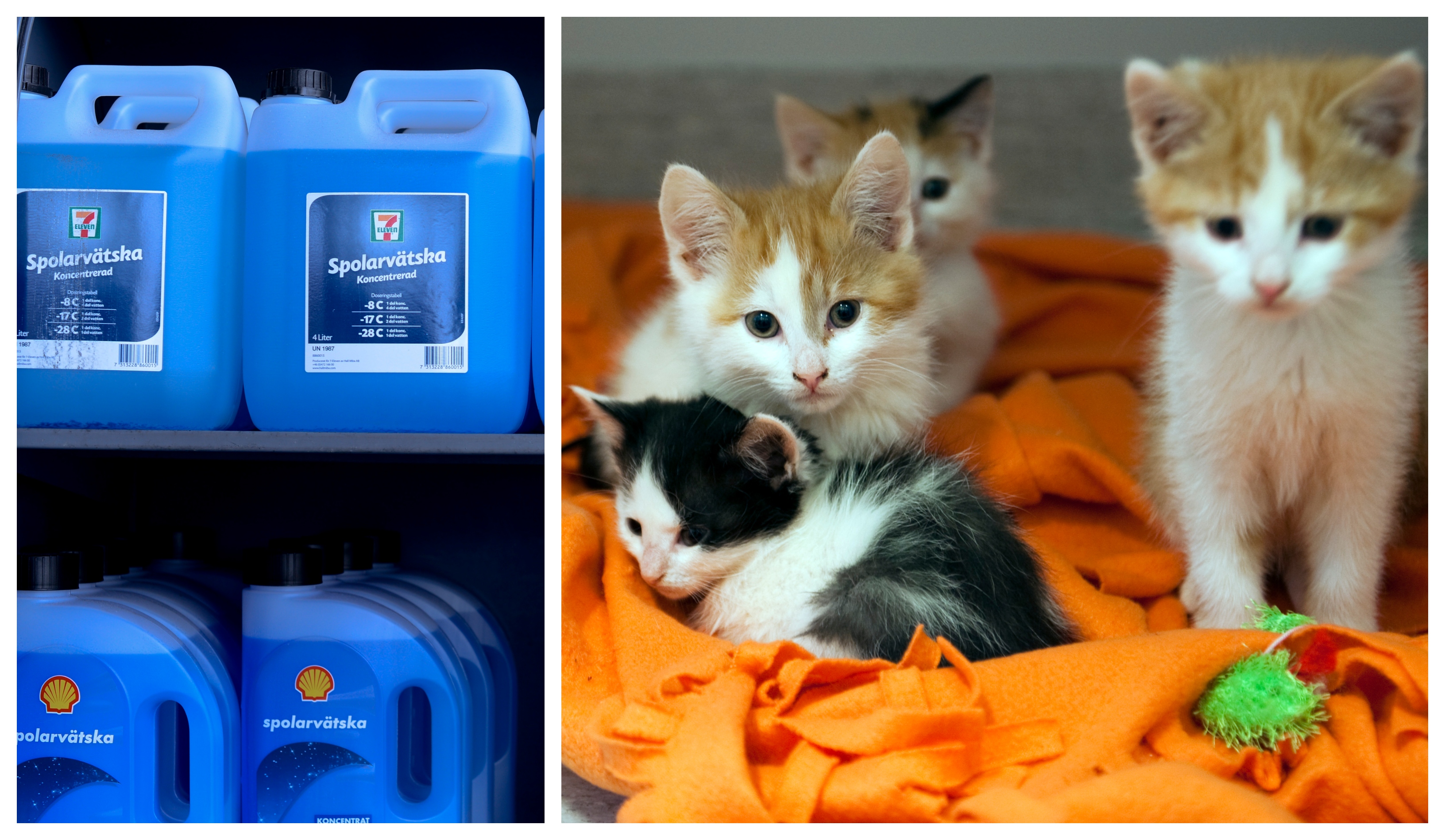 13 katter döda kan röra sig om djurplågare ”Brännskador”