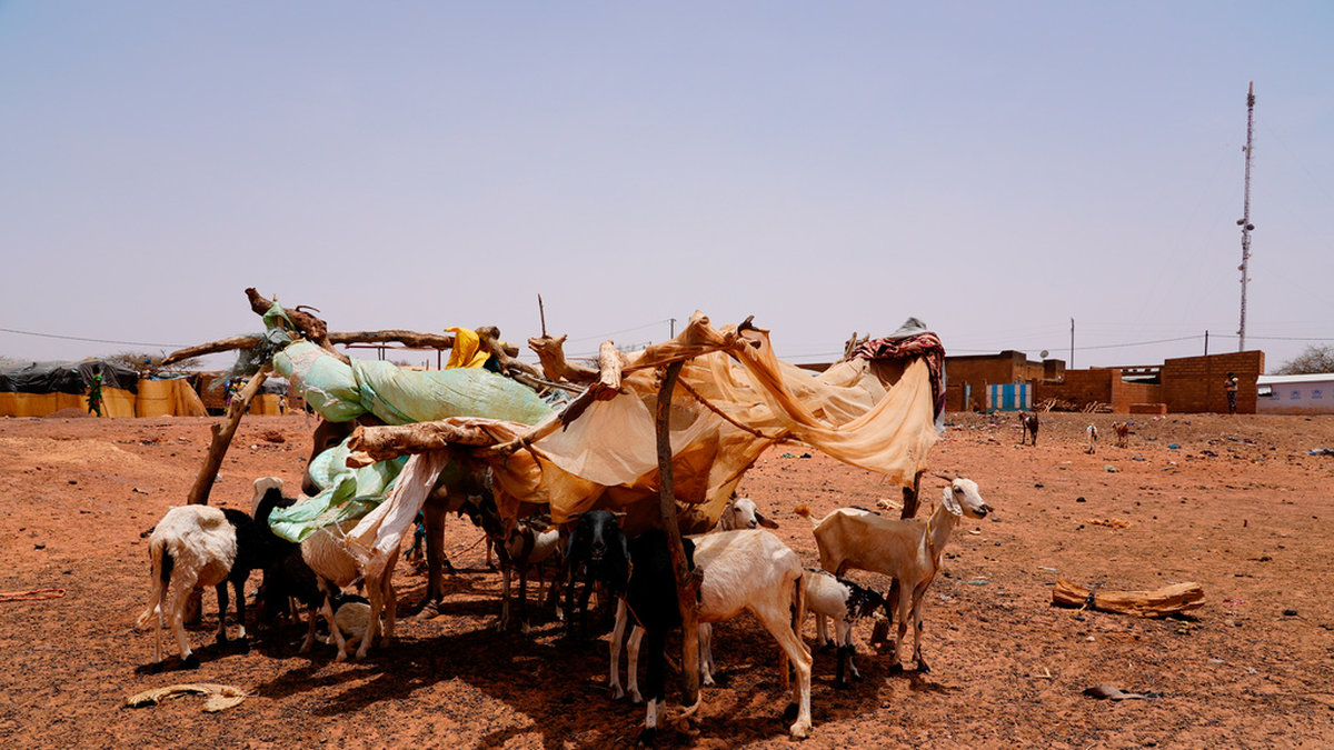 Boskap söker skugga i Djibo, Burkina Faso. Arkivbild.