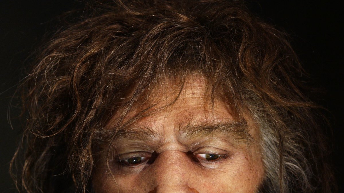 Neandertalarna hade större näsa än oss.