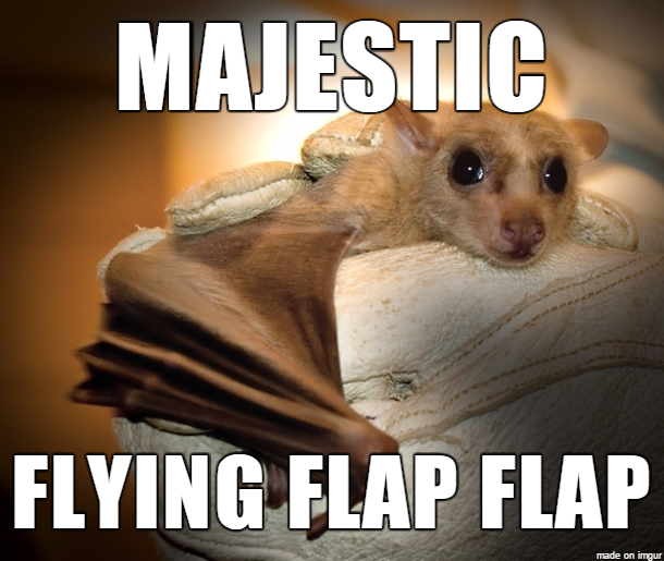 Den magnifika "flygande flappflappen" kallas även för fladdermus. Den magnifika "flygande flappflappen" kallas även för fladdermus.