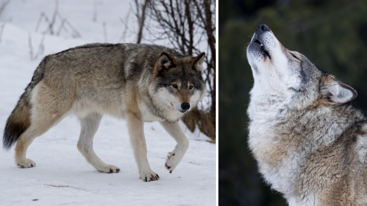 Alla vargar på Borås djurpark har avlivats