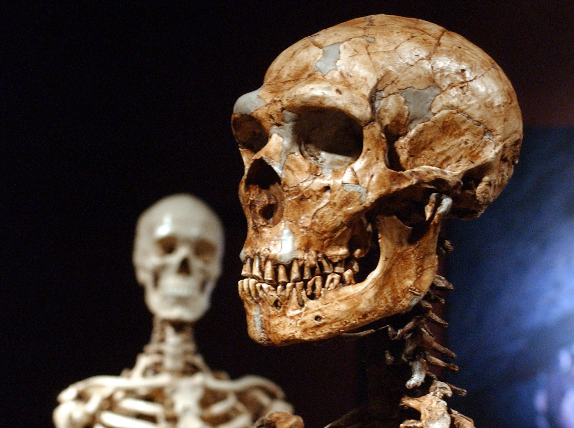 Ett skelett från en neandertalare till höger och ett skelett från en människa till vänster. 