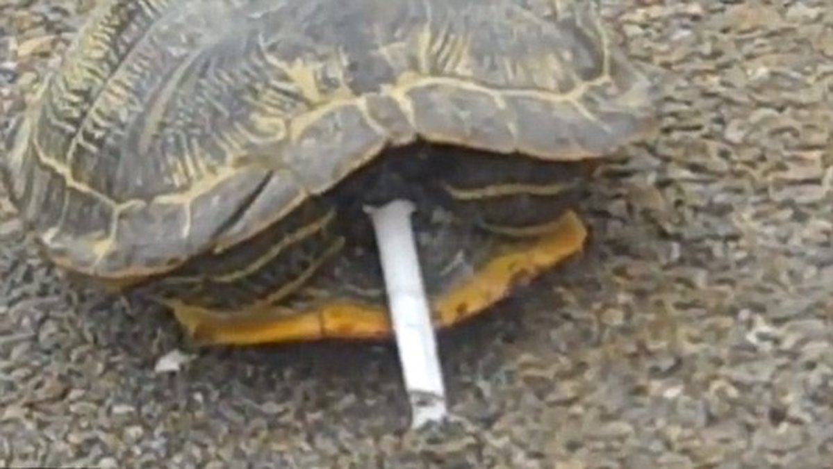 En sköldpadda i Yongji, China har utvecklat en vana för rökning.