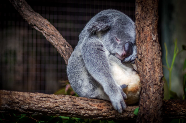 En trött koala. En trött koala.