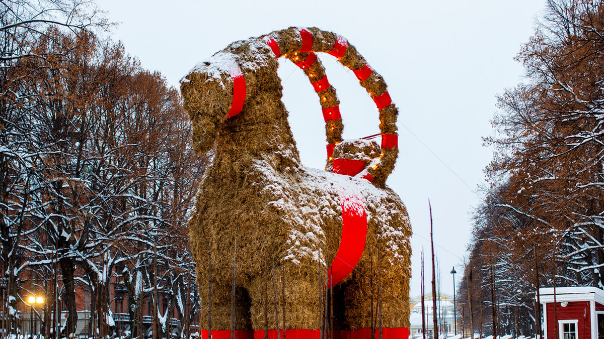 Julbocken i Gävle invigdes officiellt på första advent.