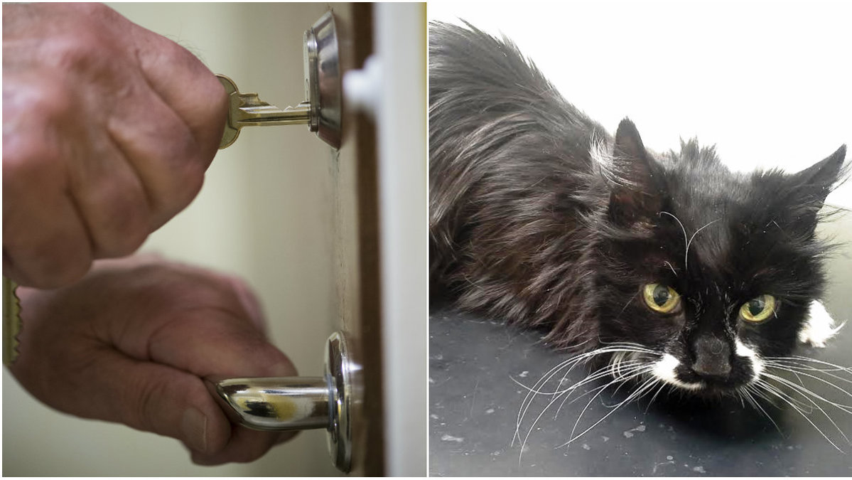Hemtjänsten ville inte öppna dörren för katthemmet som ville ta Maja till djursjukhuset. 