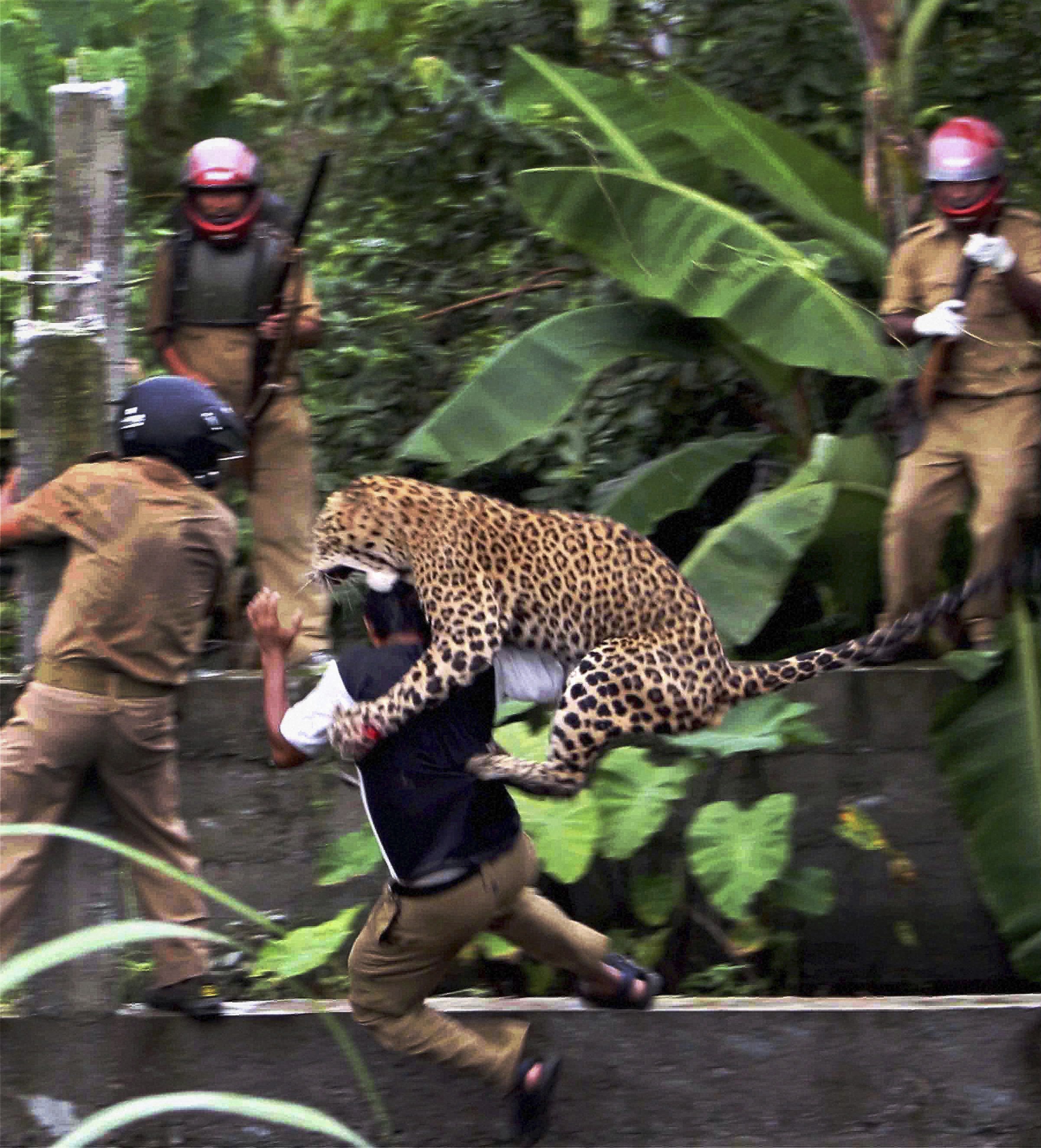 Här hoppar leoparden på en av skogsväktarna.