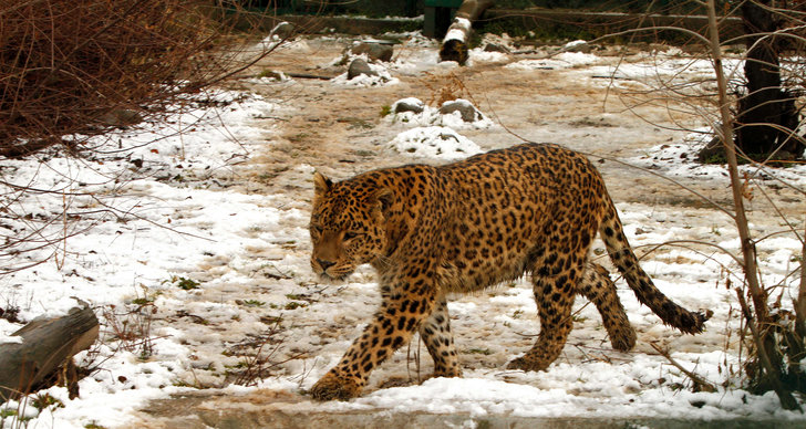 Rymt, leopard