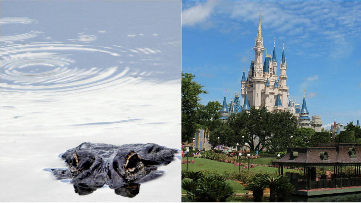 En 2-åring har tagits av en alligator i närheten av nöjesparken Disneyworld.