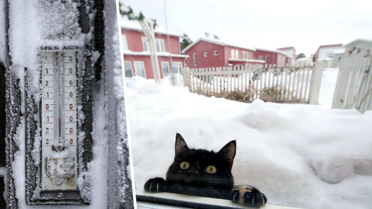 En katt i snön. Minusgrader och frost