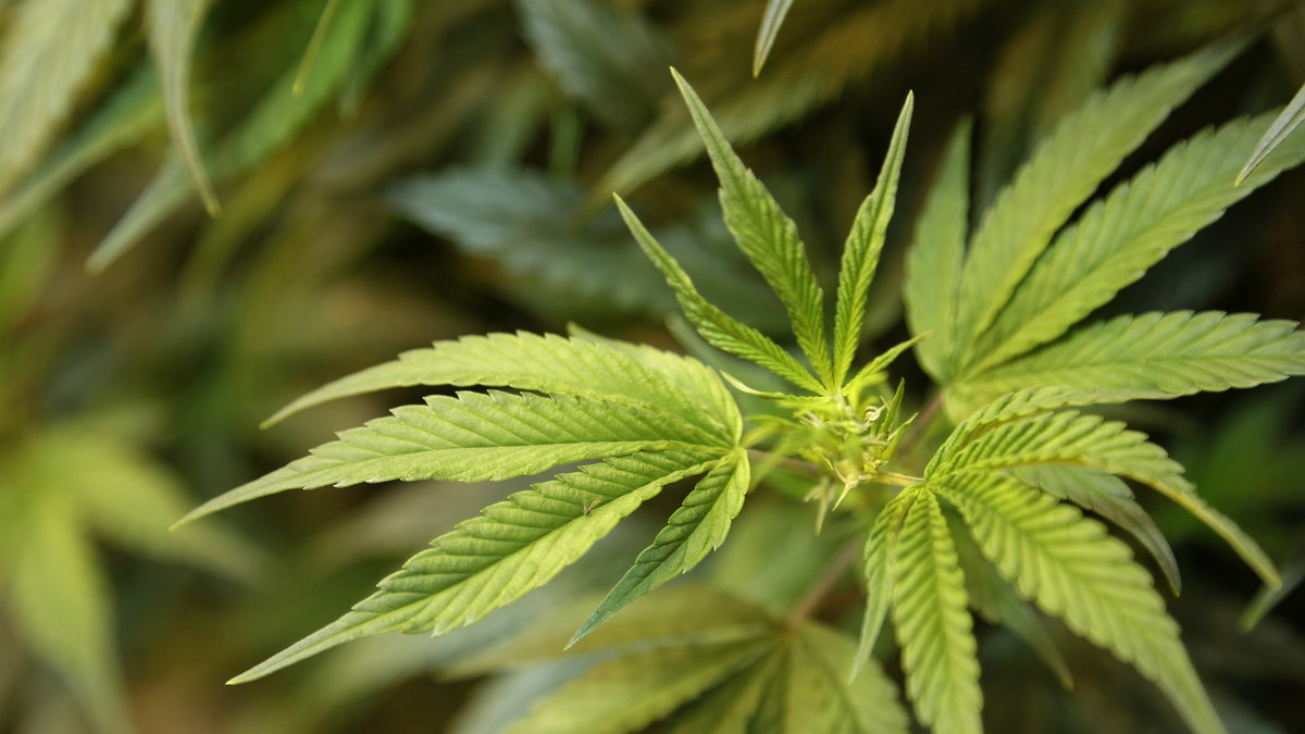 Sedan tidigare har Colorado och Washington legaliserat cannabis för eget bruk.