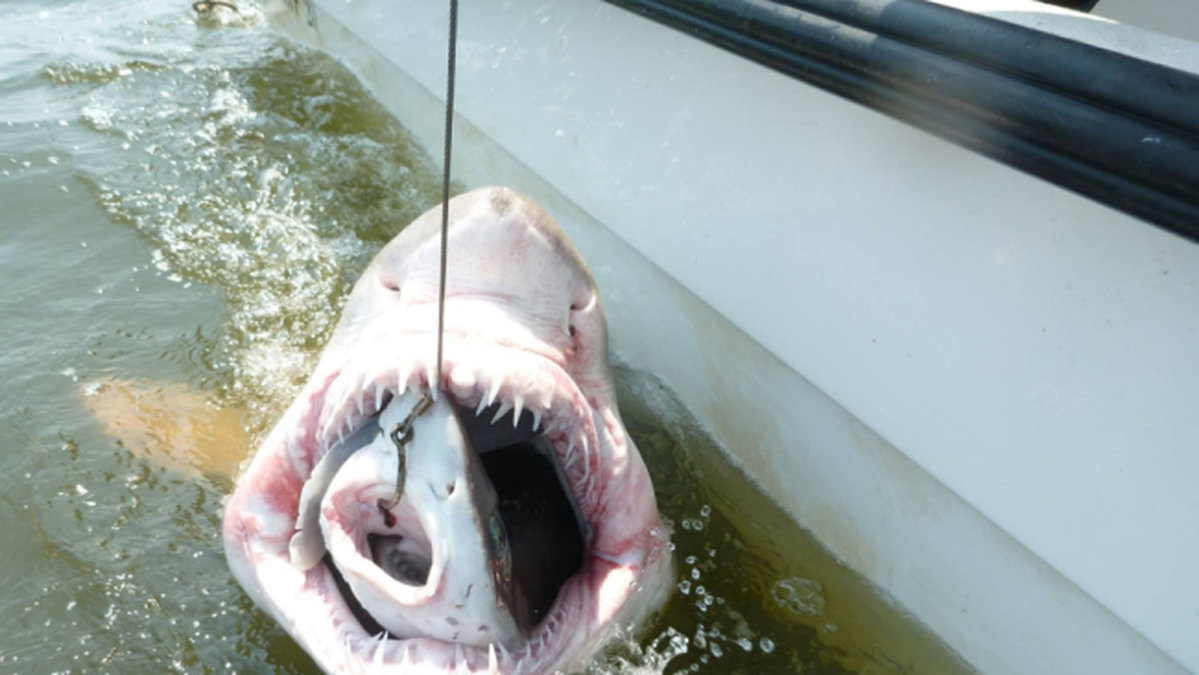 Forskarnas fångst hamnade i hajens mage.
