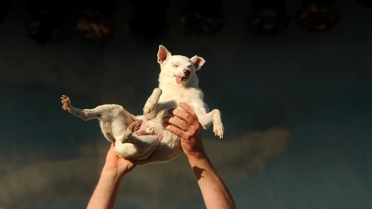 Och så har vi Ratdog, en 14-årig chihuahua-mix som föddes döv och utan tänder. Han tävlade om att bli världens fulaste hund 2011 men vann inte.