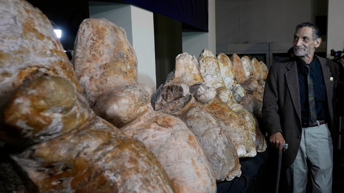 Paleontologen Mario Urbina bredvid kotor från Perucetus colossus eller “jättevalen från Peru”, i Lima, Peru.
