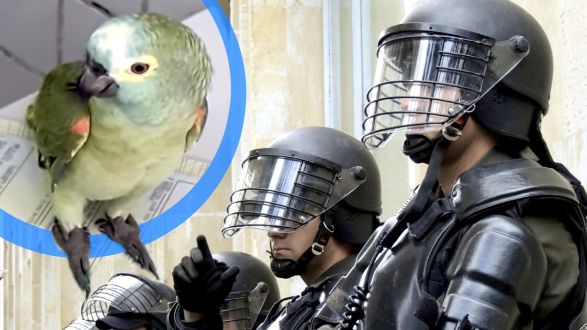 En papegoja i Brasilien varnade för polis under en drograzzia. 