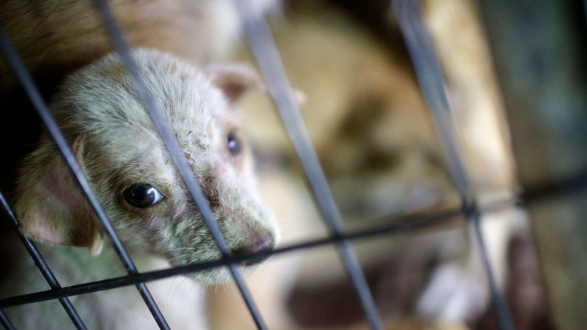I med att allt fler hundar smugglas in till Sverige ökar risken för rabies.