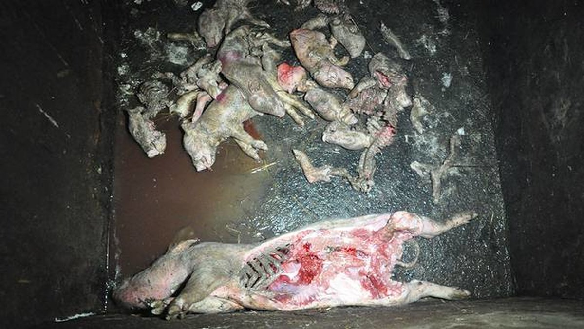 Döda grisar i öppna containrar på gården.