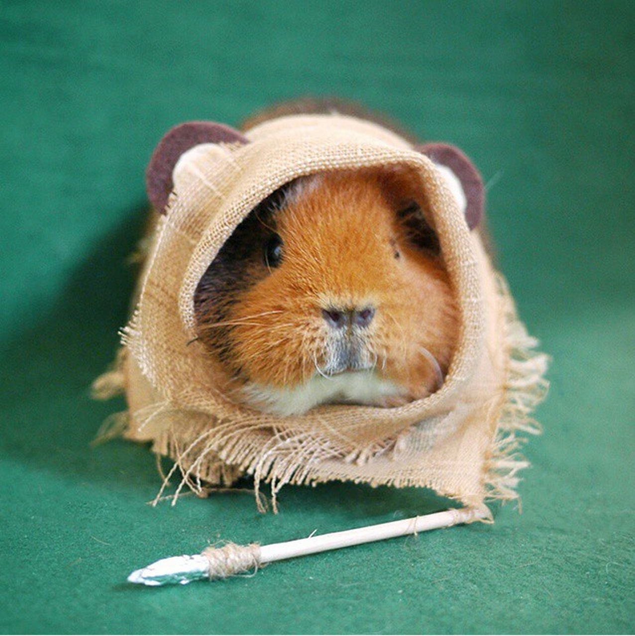 Fuzzberta utklädd till en ewok ur filmen Star wars. Fuzzberta utklädd till en ewok ur filmen Star wars.