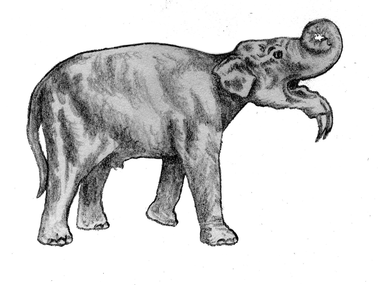Deinotherium Deinotherium