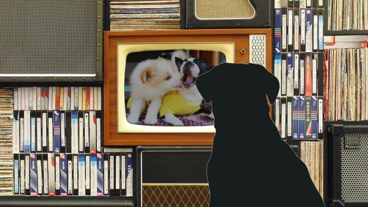 Har du någon gång undrat vad din hund ser när den kollar på tv? Nu har forskare försökt ta reda på det.