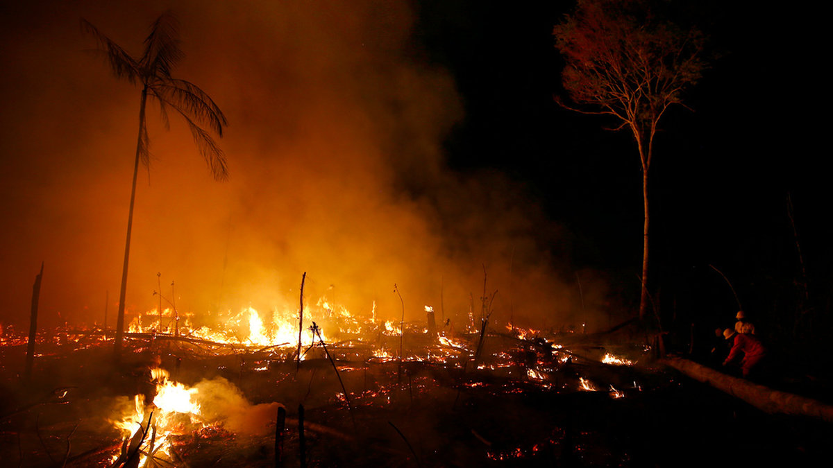 Brand i en av Amazonas skogar under värmeböljan och torkan i oktober förra året.