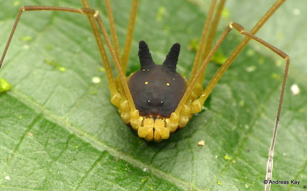 Bunny Harvestman Bunny Harvestman