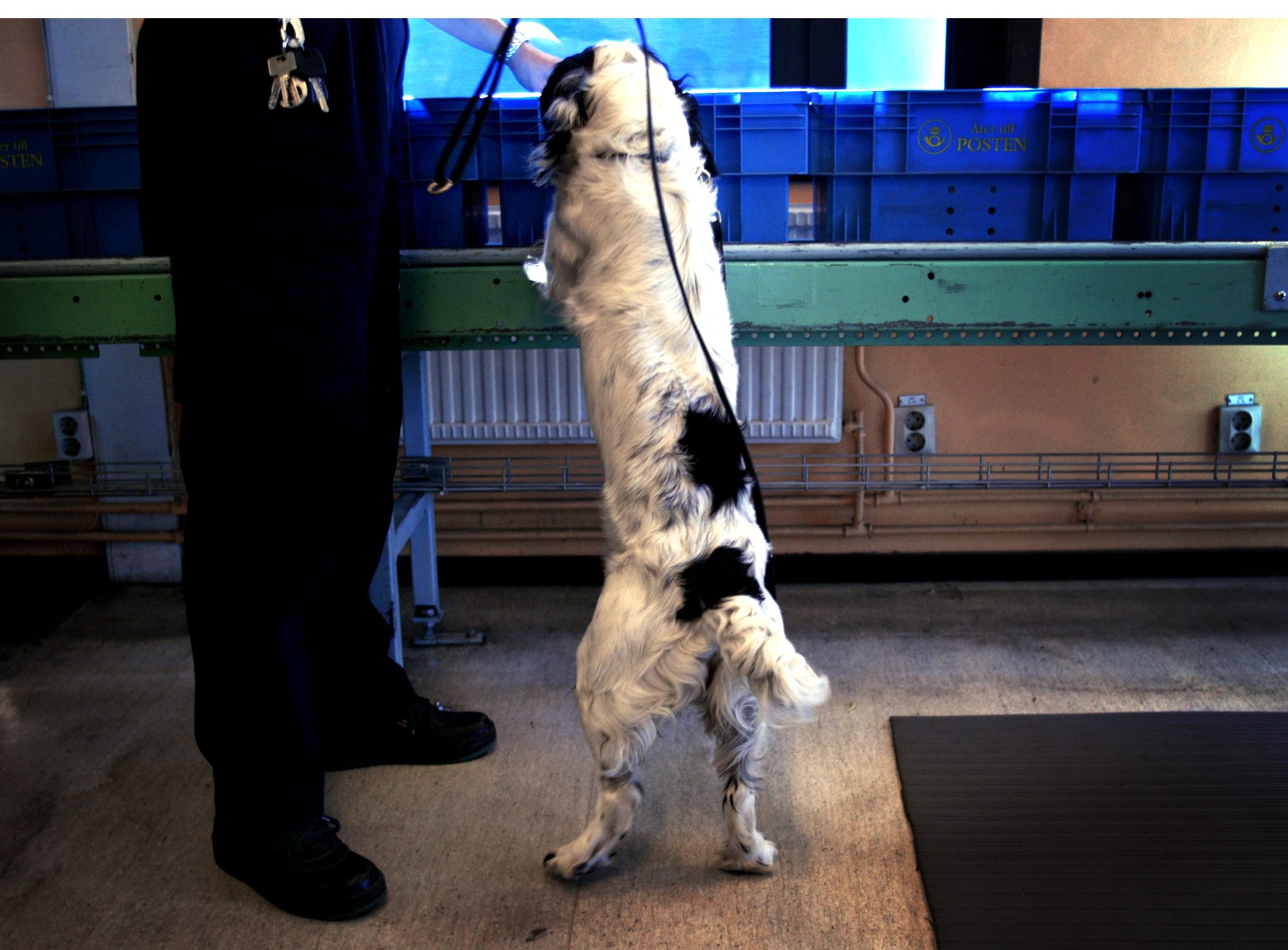 Narkotikahund på en flygplats. Snart kan den genomsöka skolor i Landskrona