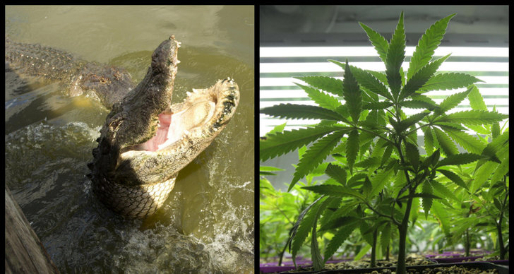 USA, Cannabis, gömma, Alligator