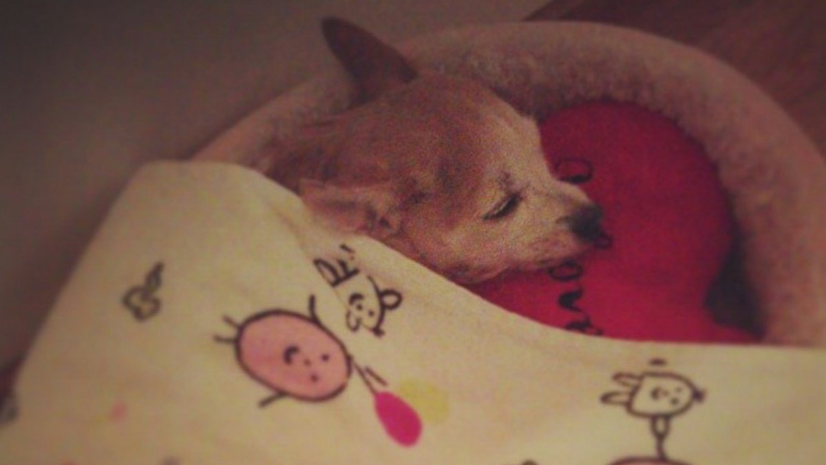 "Min hund Fendi var nyopererad, trött & frusen efter narkosen så jag bäddade ner henne i hennes säng med hennes filt och kudde", skriver matten.