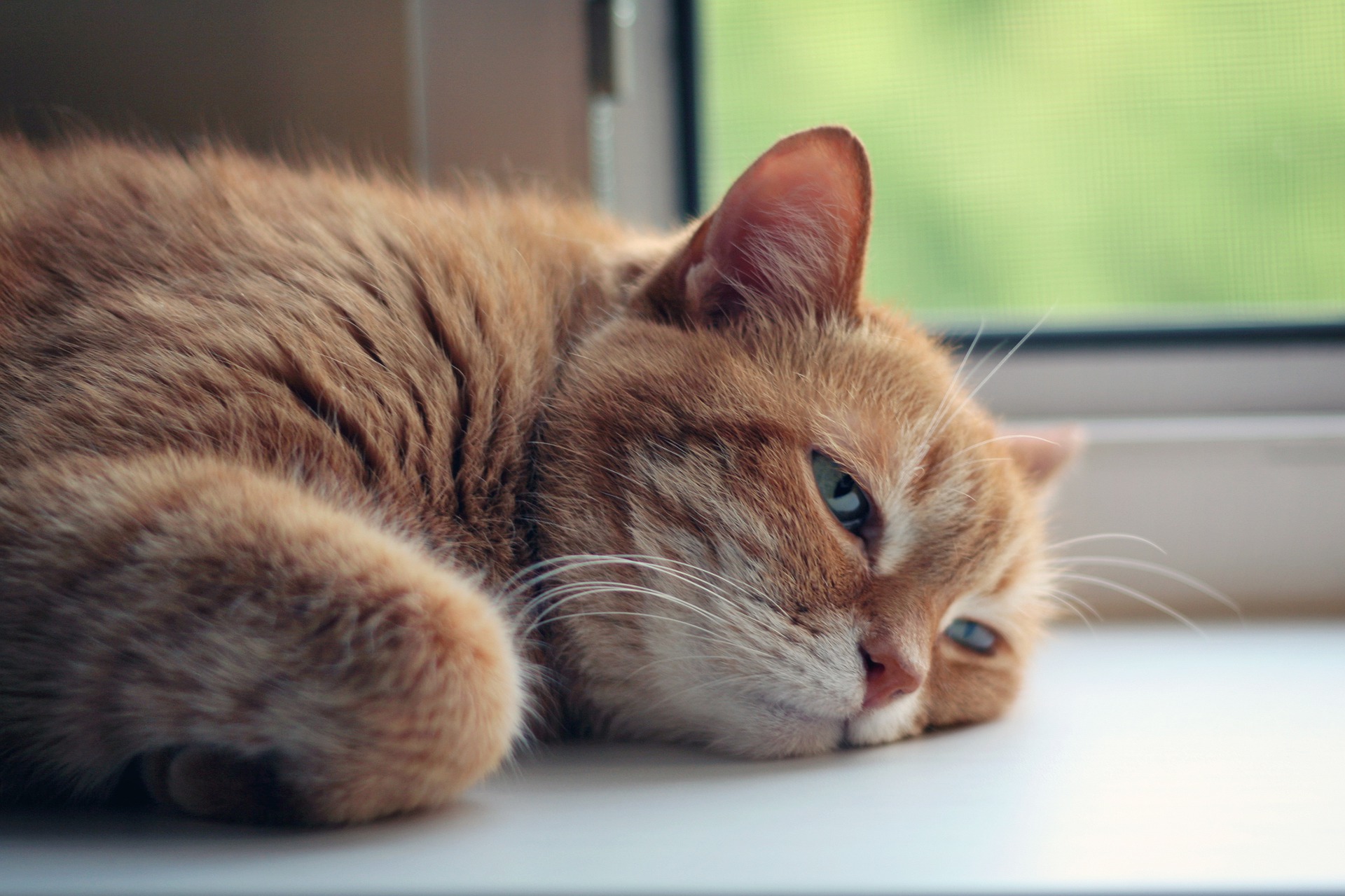 Katt Katt