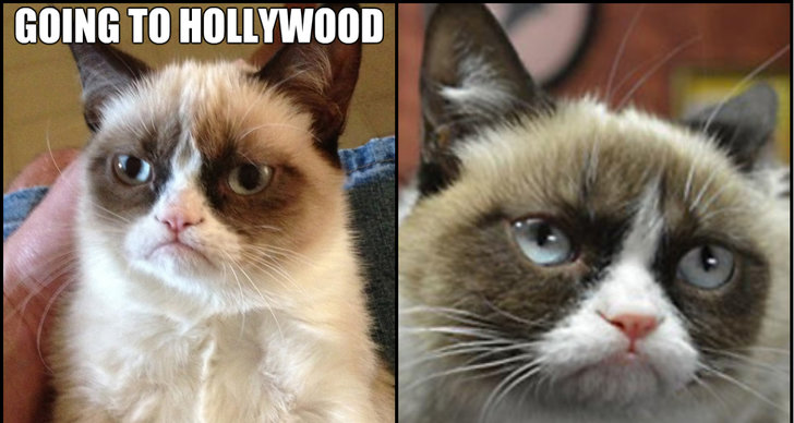 Internet, Grumpy Cat, mem, Producent, Hollywood, Film