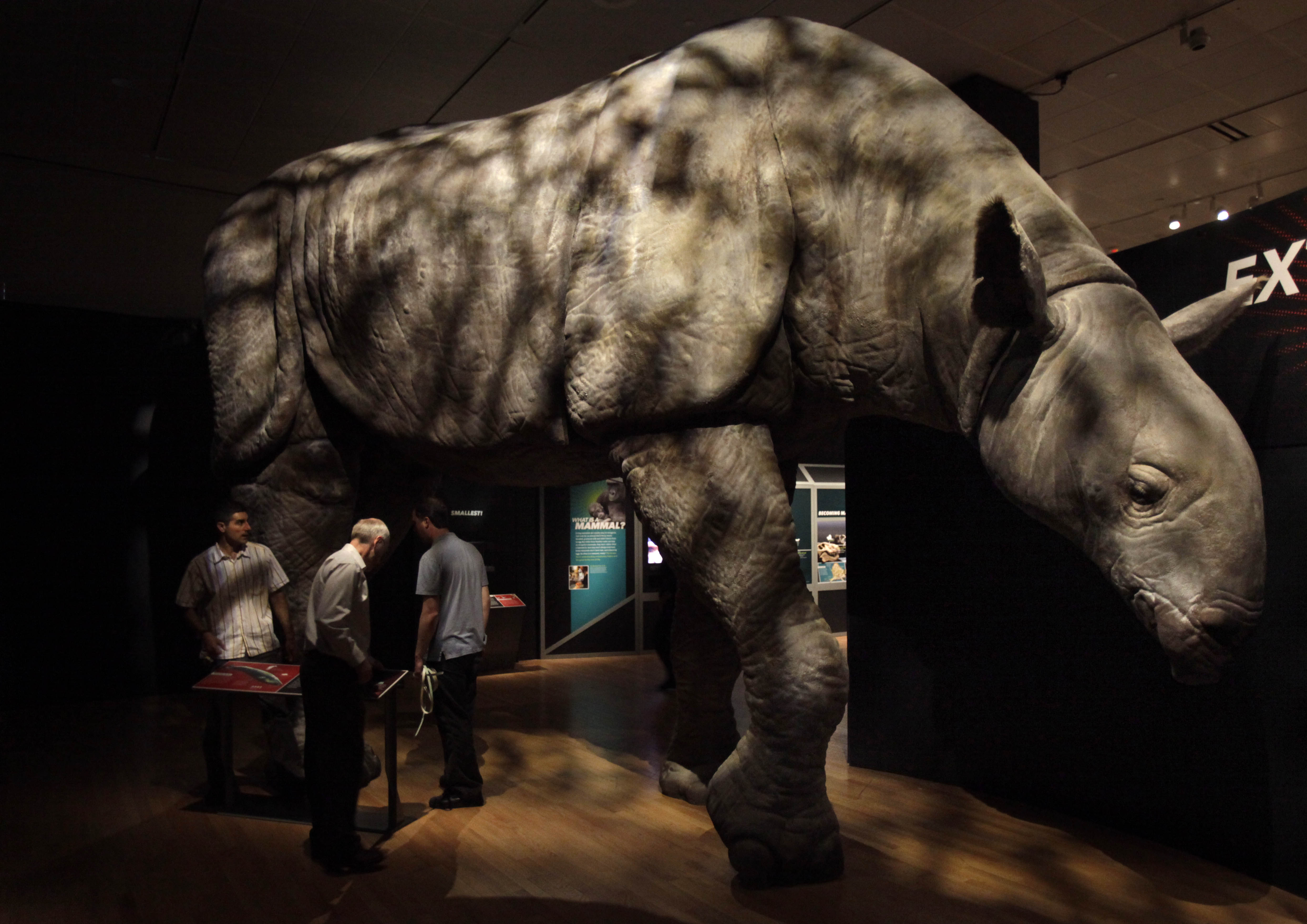 Indricotherium Indricotherium