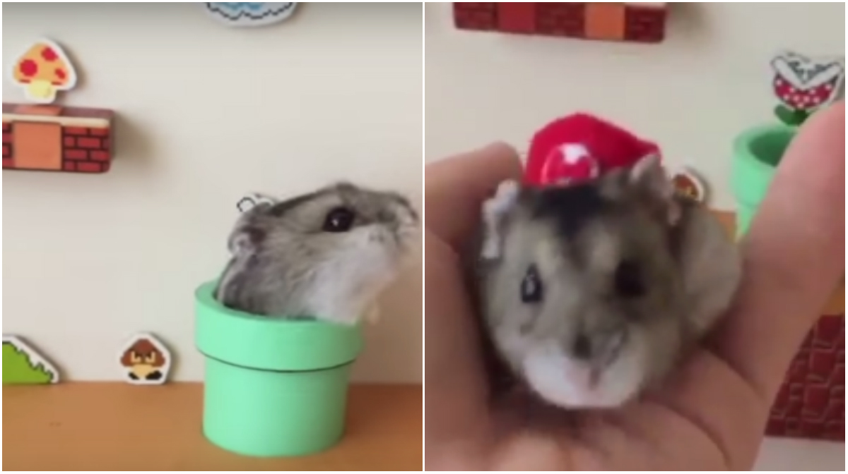 Hamster, Super Mario