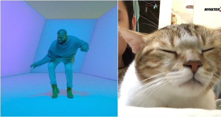 Drake, Djur, Musik, hotline bling, Katt
