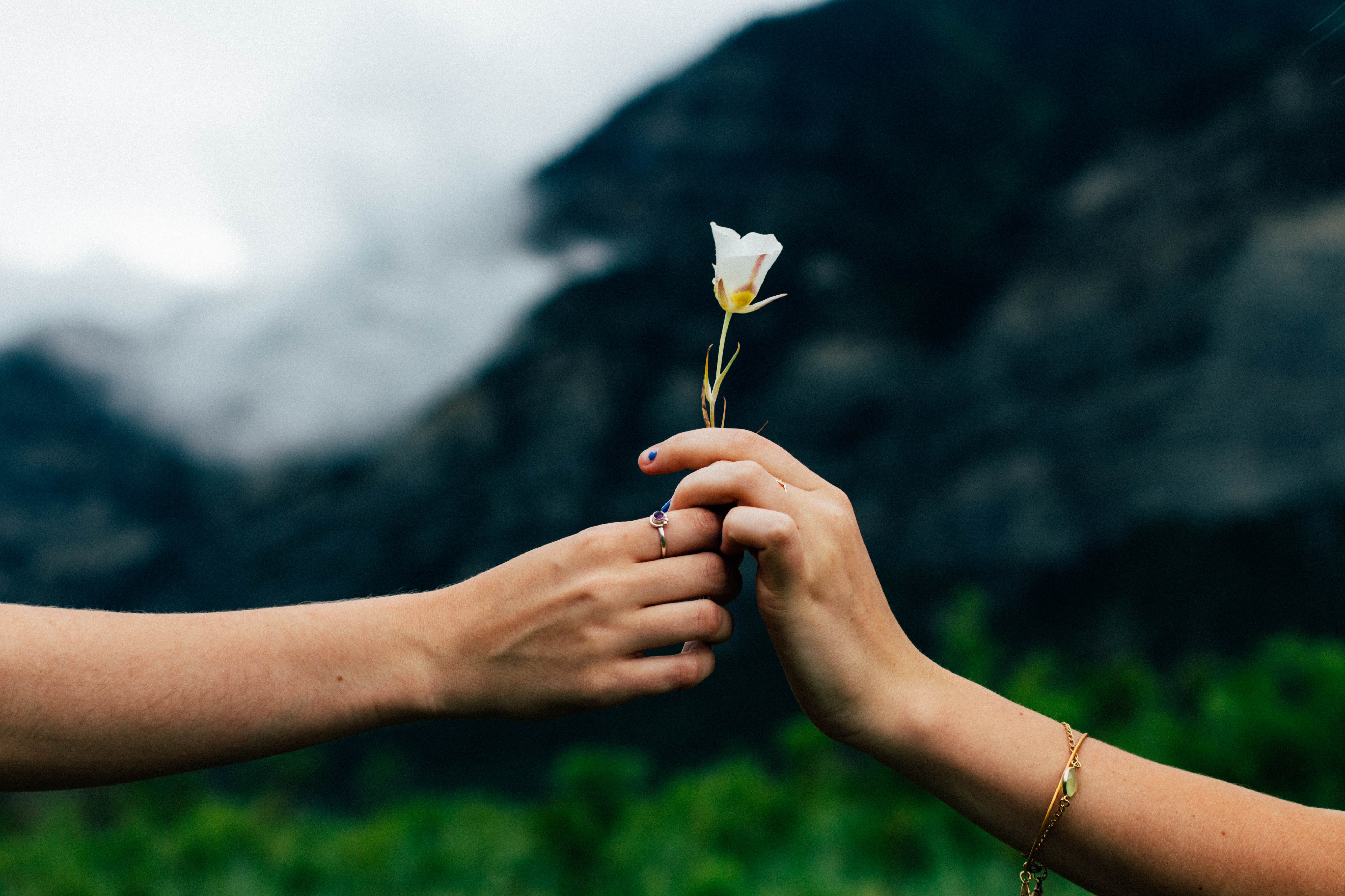 En person som ger en blomma till en annan. En person som ger en blomma till en annan.