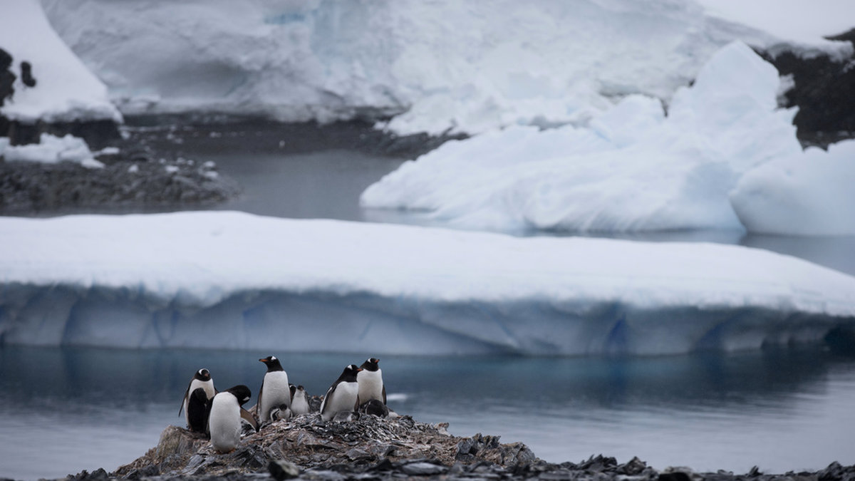 Situationen för havsisen i Antarktis saknar motstycke. Arkivbild.
