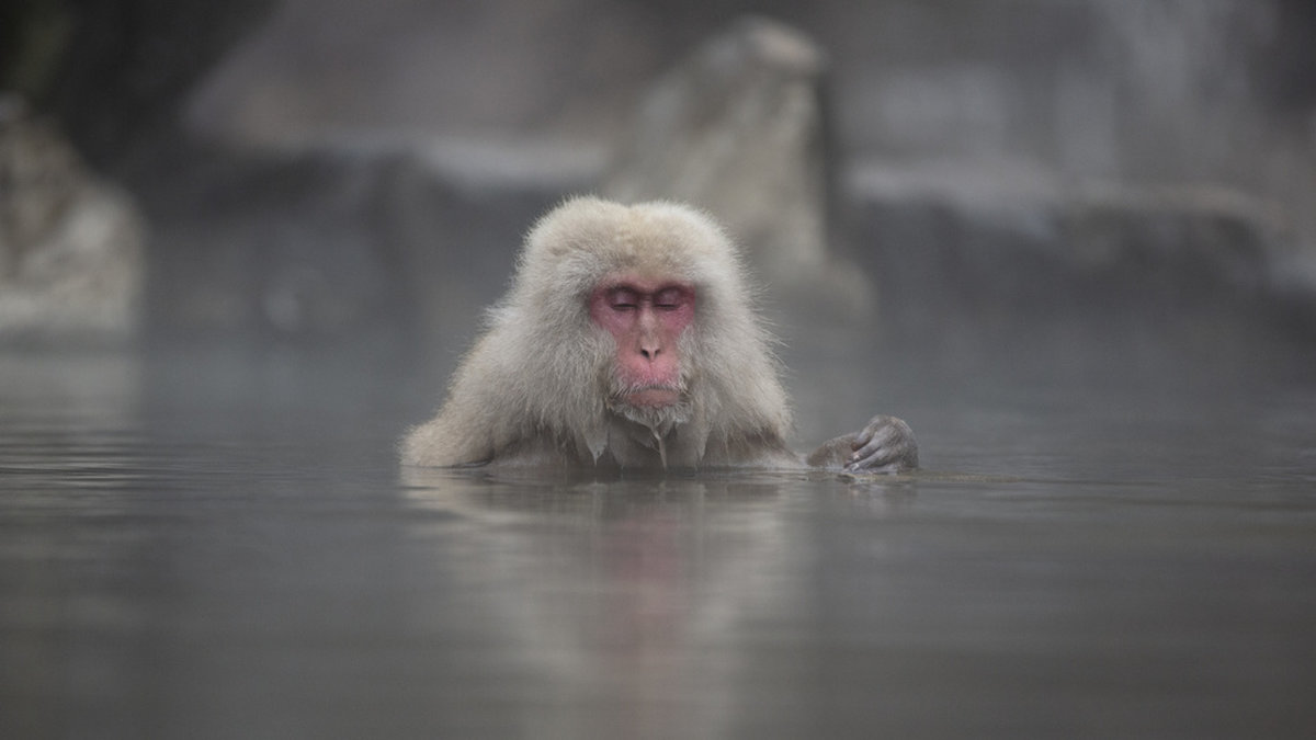 Den japanska makaken på bilden har ingenting med händelsen i artikeln att göra. Arkivbild.