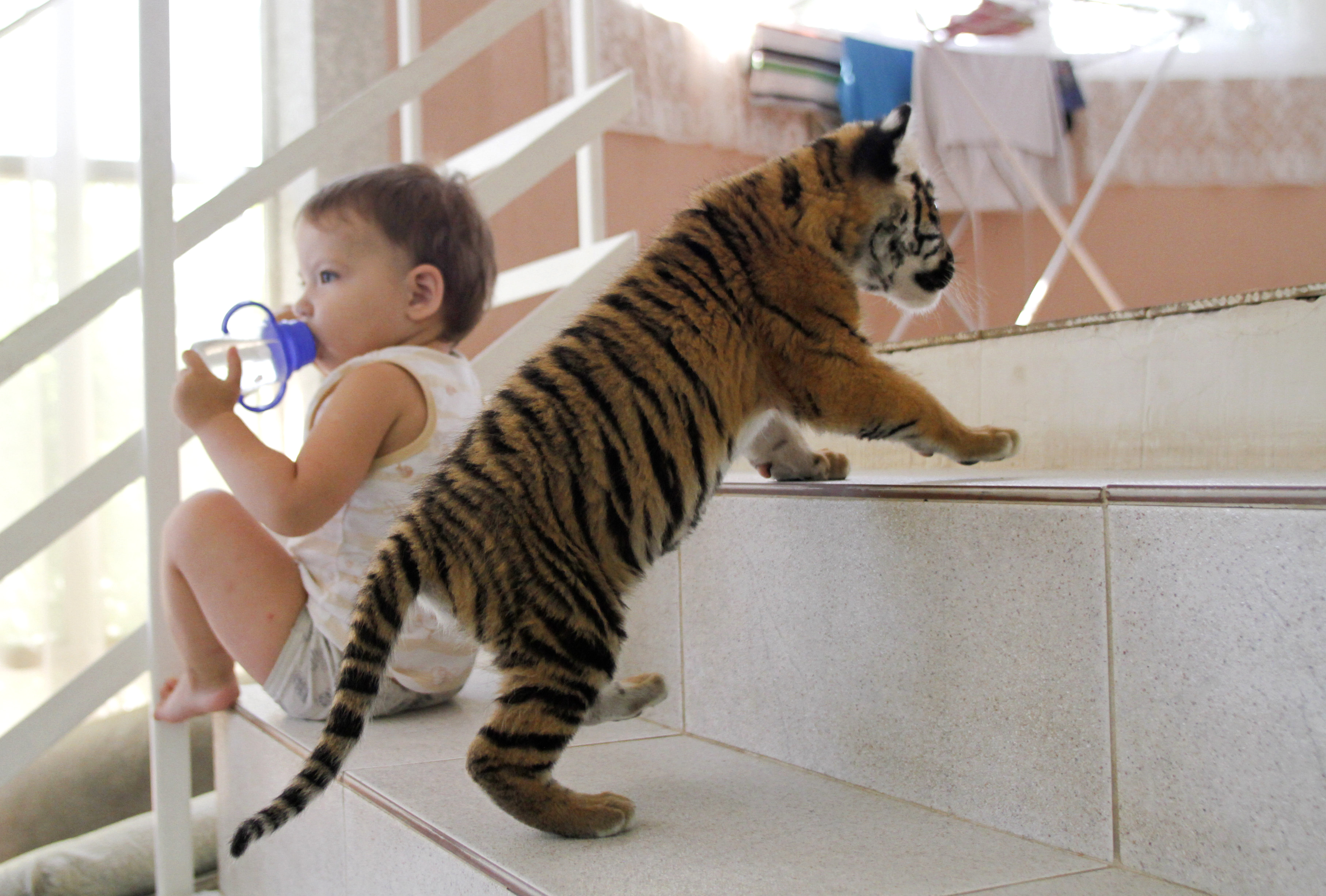 Tiger bredvid baby, inga konstigheter. 